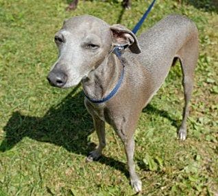 Italian Greyhound