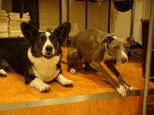 Italian Greyhound