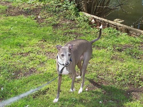 Italian Greyhound