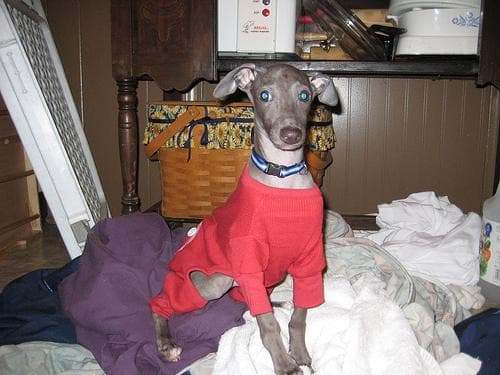 greyhound