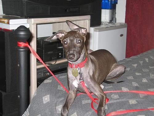 Italian Greyhound