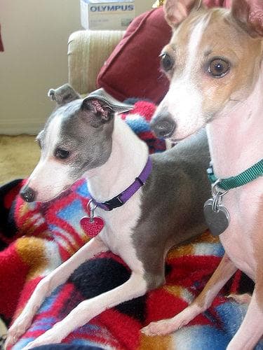 Italian Greyhound