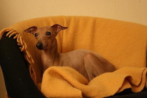 Italian Greyhound