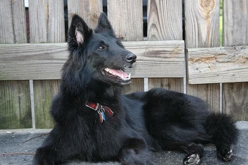 Groenendael