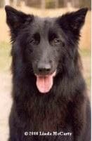 Groenendael