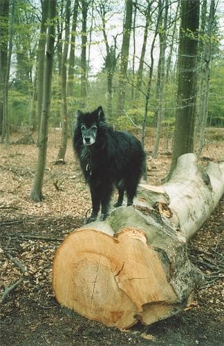 Groenendael