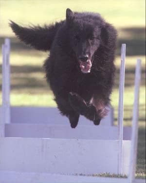 Groenendael