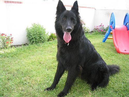 Groenendael