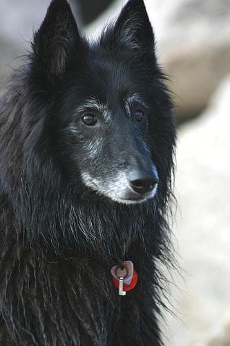Groenendael