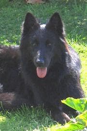 Groenendael