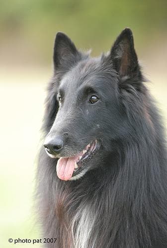Groenendael