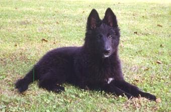 Groenendael