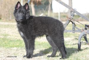 Groenendael