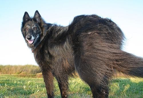 Groenendael