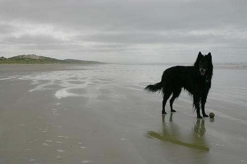 Groenendael