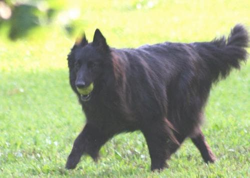 Groenendael