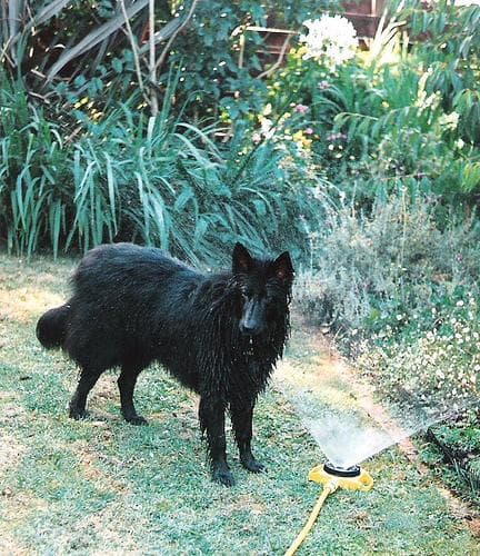 Groenendael