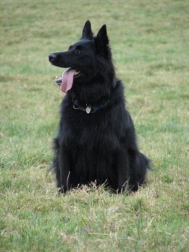 Groenendael