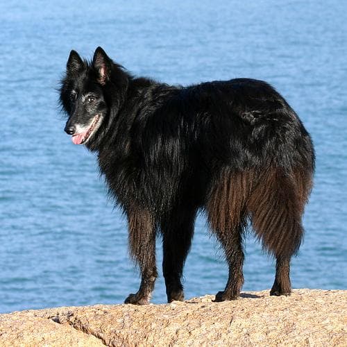 Groenendael