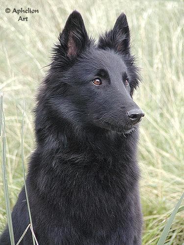 Groenendael