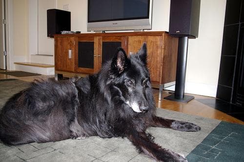 Groenendael