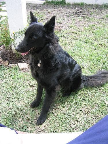 Groenendael