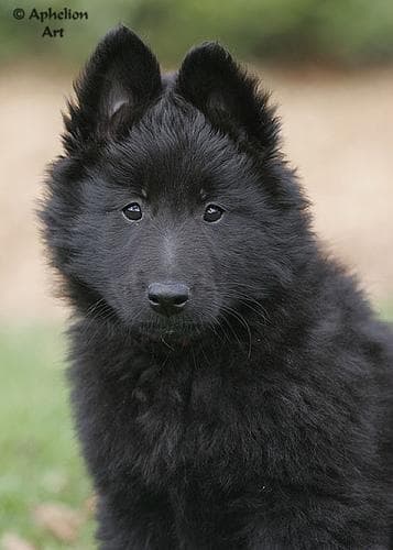 Groenendael