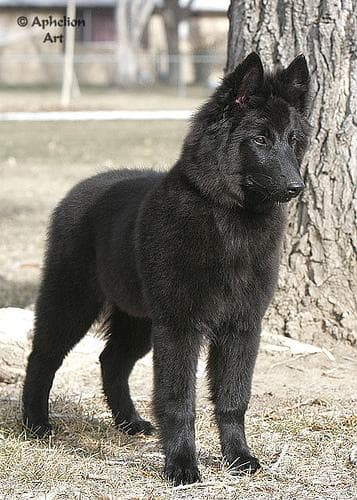 Groenendael