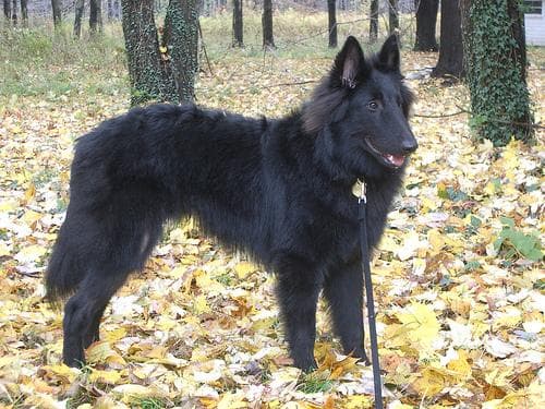 Groenendael