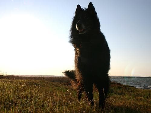 Groenendael