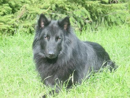 Groenendael