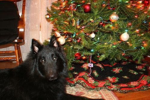 Groenendael