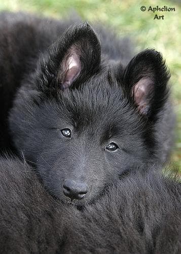 Groenendael
