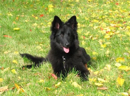 Groenendael