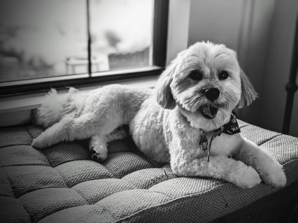 Havanese