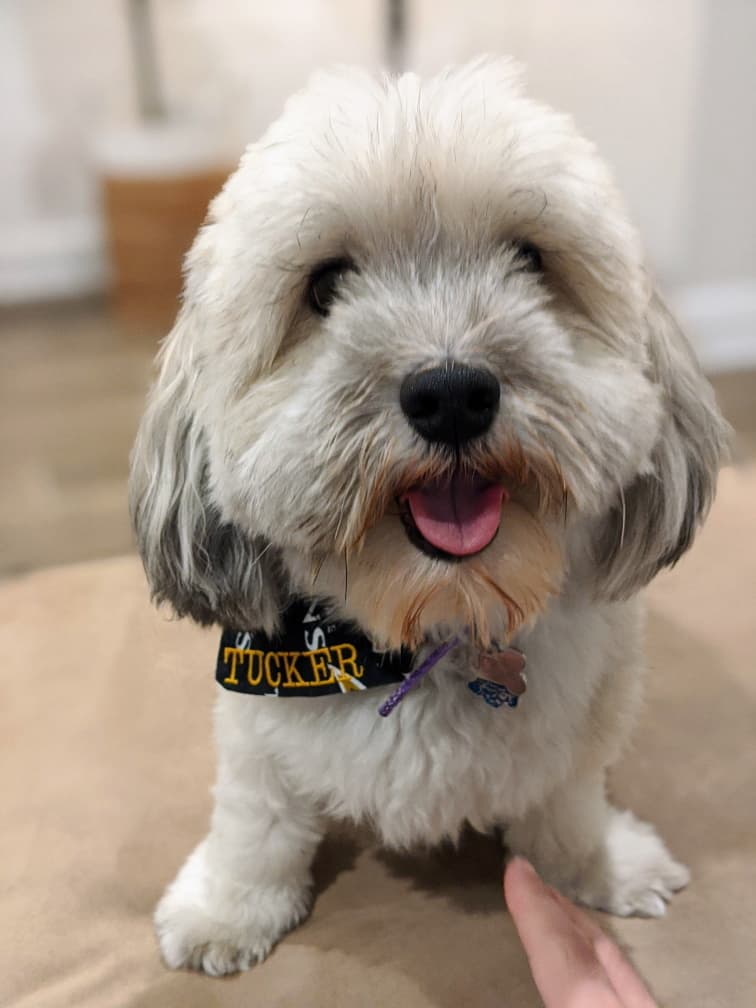 Havanese