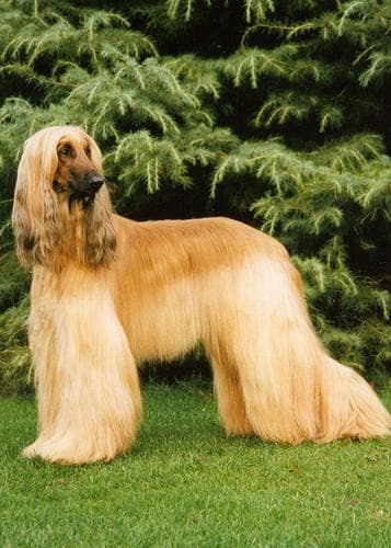 Afghan Hound