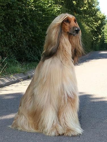 Afghan Hound