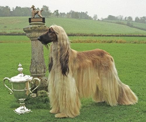 Afghan Hound