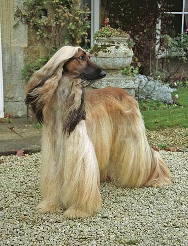Afghan Hound