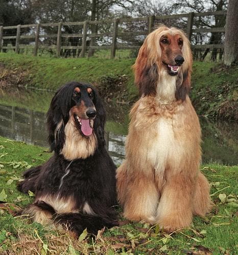 Afghan Hound
