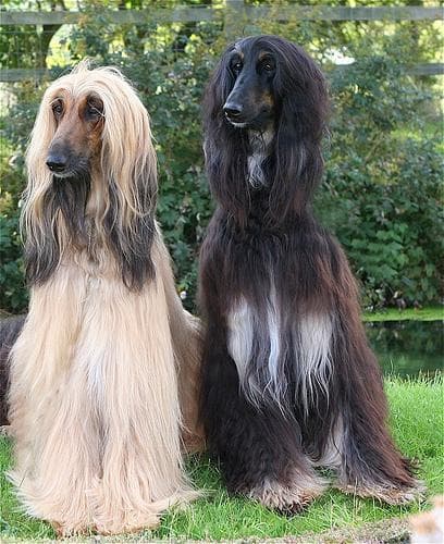 Afghan Hound