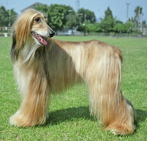 Afghan Hound