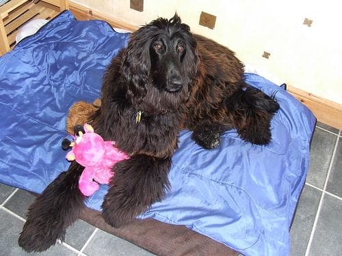 Afghan Hound