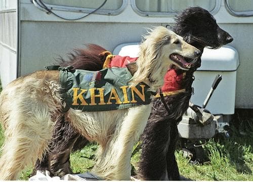 Afghan Hound