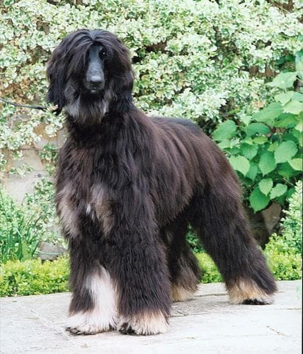 hound