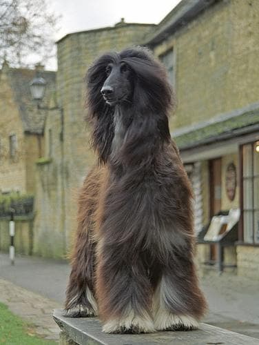 Afghan Hound