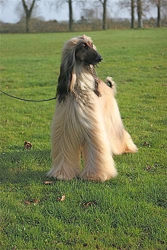 Afghan Hound