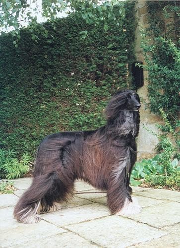 Afghan Hound