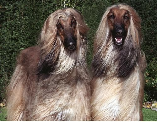 Afghan Hound